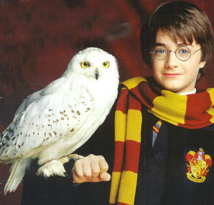 Desear dignidad Anunciante Estudios de Harry Potter en Londres son acusados de maltrato animal